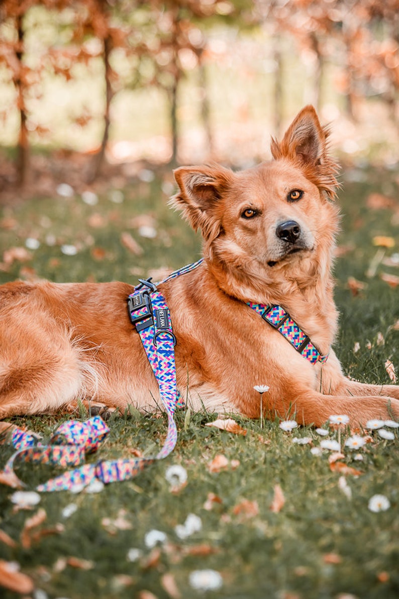 Harness - Colorful - 5-way adjustable