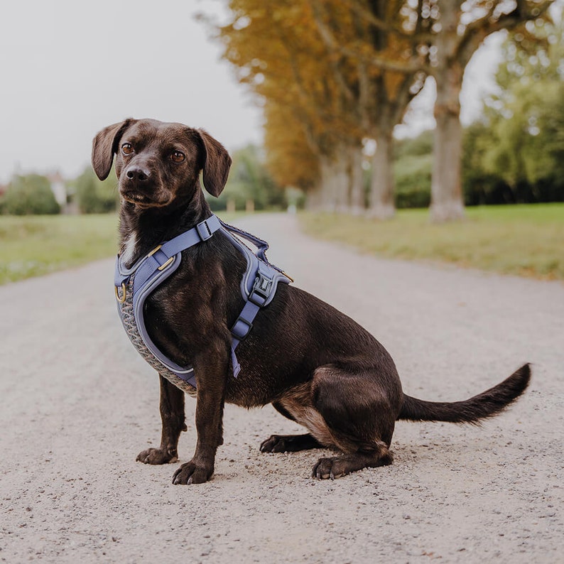 Premium dog harness - Très Chic