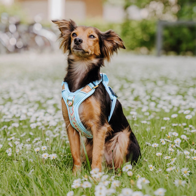 Premium dog harness - Très Chic