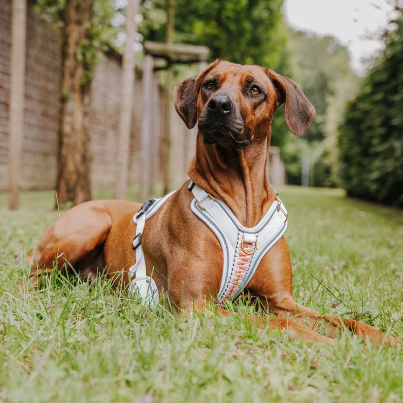 Premium dog harness - Très Chic